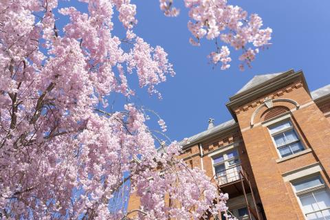 University Hall and flowering tree